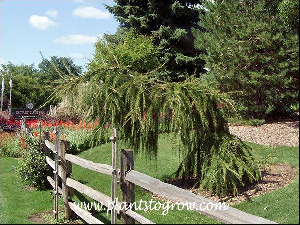 This large plant illustrates how the branches go in every which direction.